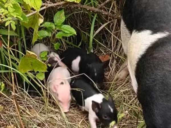 Sow, Pigs