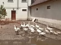 Geese — zdjęcie 1