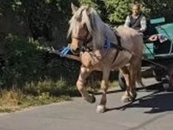 Kanca, Lovak