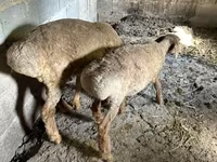 Juh, Katum sheep — 6. fotó