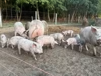 Säue, Schweine — Foto 5