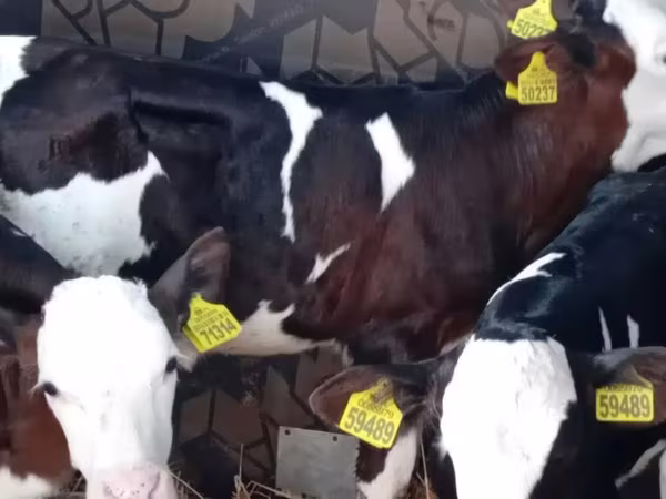 Býk, Simmental cattle