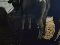 गाय, मवेशी — फ़ोटो 2