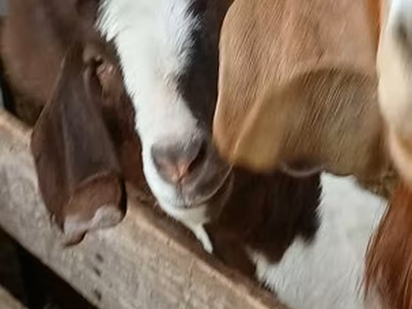 Kozel, Boer goat