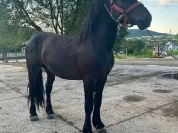 Horse (M), Horses