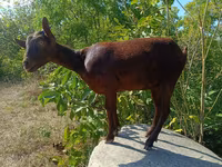 Koza, Murcia-Granada goats — foto 1