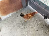 Chickens — 2. fotó