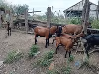 Козёл, Альпийская коза — фото 2