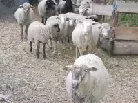 Schaf, Schafe — Foto 1