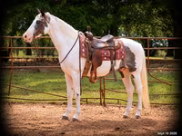 Hing, National Show Horse — 1. fotó