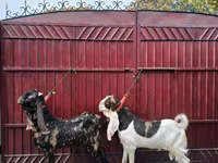 Keçi, Kamori goats — foto 4