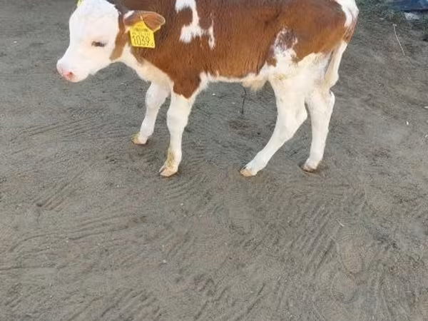 Býk, Simmental cattle — Maďarsko