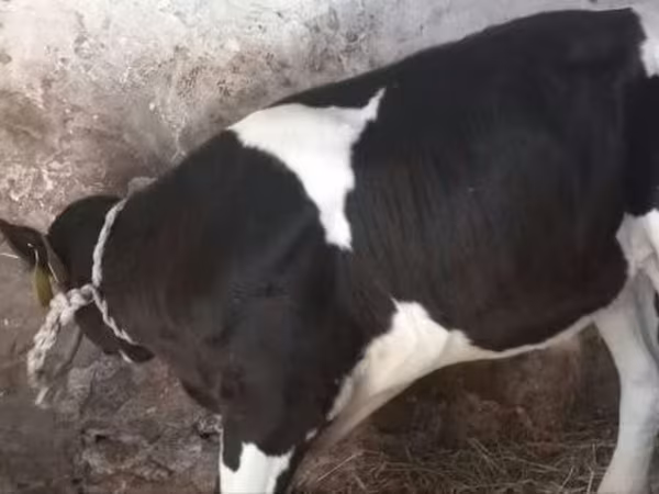 公牛, Holstein breed — 匈牙利