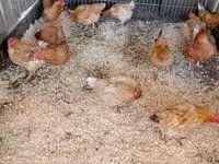 galinha dinamarquesa — foto 3