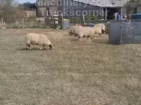 Ram, Scottish Blackface sheep — photo 2