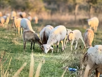 Kos, Katum sheep — 2. fotó