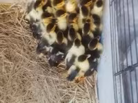 Ducks — zdjęcie 6