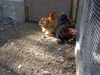 Chickens — 照片 5