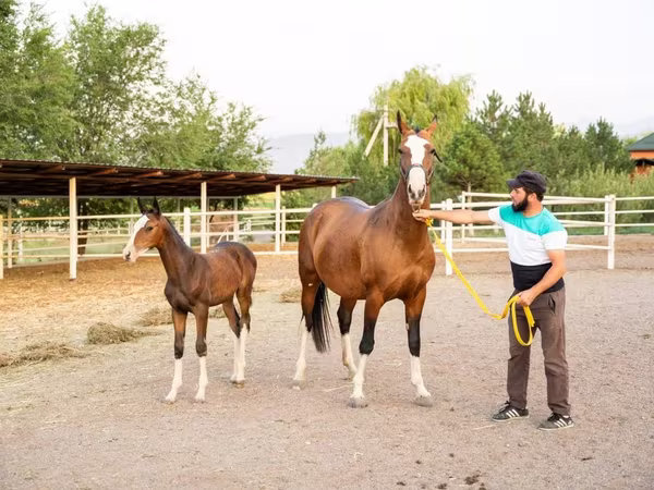 Kanca, Akhal-Teke