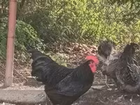 Australorp — Foto 2
