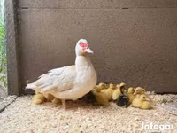 Ducks — Foto 3