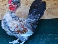 Chickens — zdjęcie 8