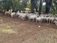 Juh, Baerchuke sheep — 4. fotó