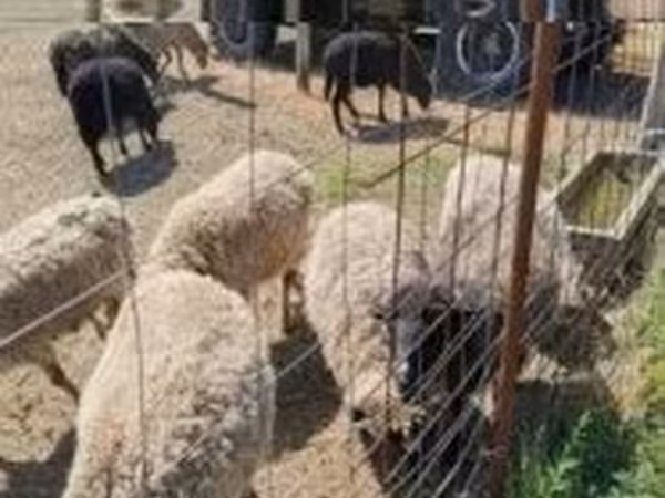 公羊, Merino sheep