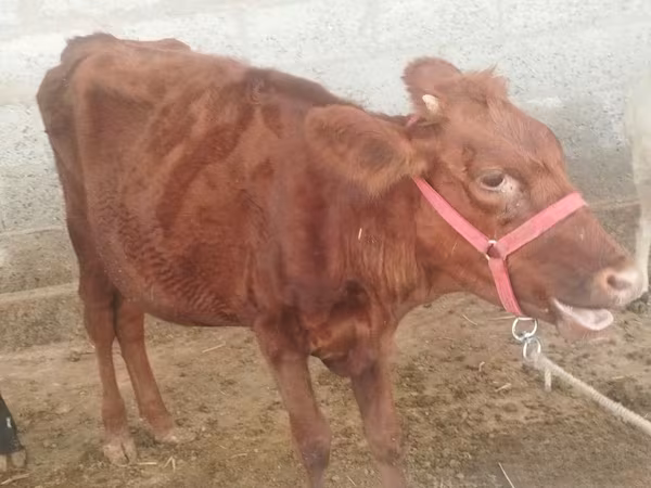 गाय, Red Estonian cattle