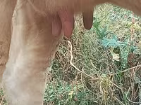 Vaca, Swiss cattle — foto 6