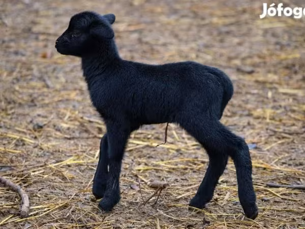 Juh, Cameroon sheep