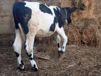 Toro, Russian Black pied cattle — foto 7
