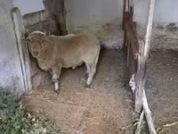 公羊, Merino sheep — 照片 4