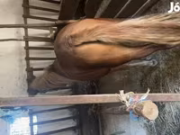 Yegua, Caballos — foto 3