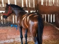公马, Horses — 照片 2