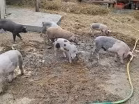 Cerda, Cerdos — foto 1