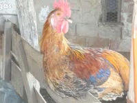 Chickens — 2. fotó