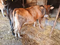गाय, जंगली याक — फ़ोटो 3