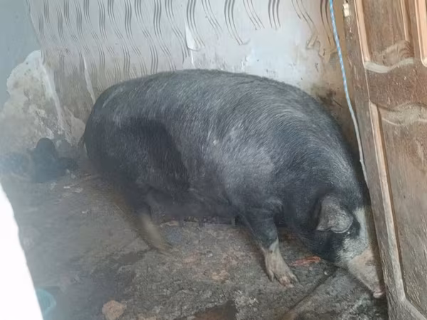 母猪, Pigs