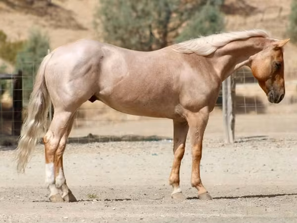 घोड़ा, Quarter Horse
