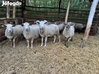 公羊, Sheep — 照片 1