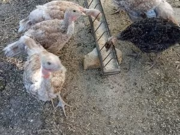 Turkeys