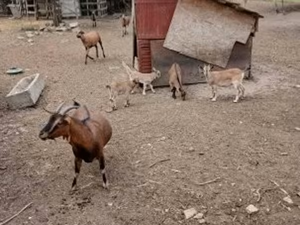 公山羊, Goats