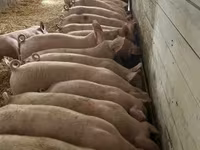 公猪, Pigs — 照片 2