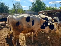Toro, Russian Black pied cattle — foto 4