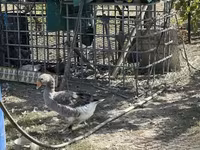 Geese — photo 4