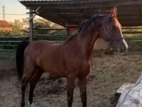 घोड़ा, Arabian horse — फ़ोटो 3