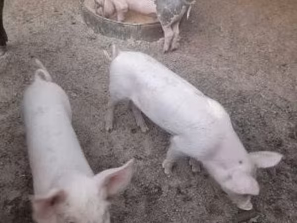Pigs (batch, sex not specified), Pigs — Hungary