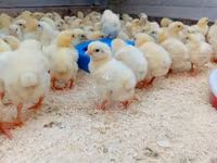 Chickens — foto 4