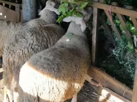 Kos, Lacaune sheep — 2. fotó